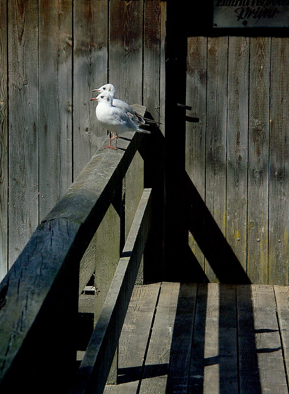 69 Tiere PICT6294.jpg